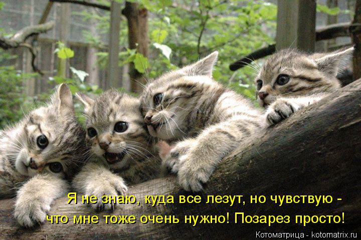 Котоматрица: Я не знаю, куда все лезут, но чувствую -  что мне тоже очень нужно! Позарез просто!